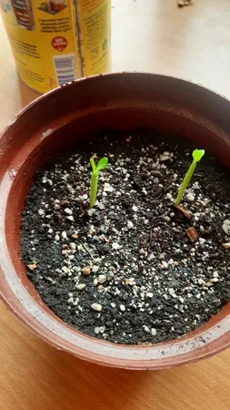 بذر بنسای آدنیوم زرد سانیا سید مدل A02