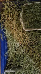 یونجه خشک خرگوش و خوکچه خرگوشک مدل A001 وزن 1000 گرم