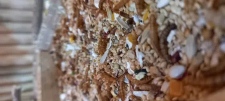 غذای تشویقی عروس هلندی ولکانو میلورم کد MWC60 وزن 60 گرم بسته 3 عددی