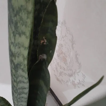 گیاه طبیعی سانسوریا کد AS-27