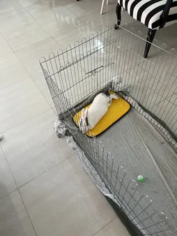 تشک خواب سگ و گربه کد TB-113