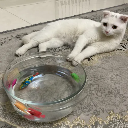 ماهی تزئینی آکواریوم مدل نگاه مجموعه ۴ عددی