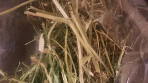 تجریه خرید یونجه جوندگان مدل نوین وزن 1000 گرم