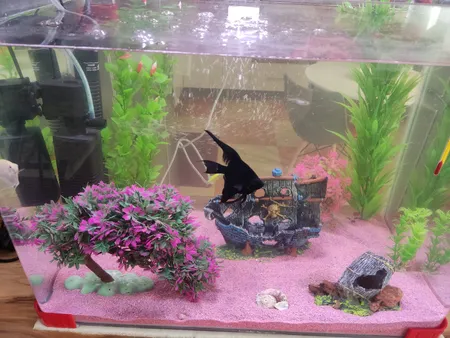 محلول شفاف کننده آب آکواریوم پلنتا بلوم کد CLR01 حجم 250 میلی لیتر