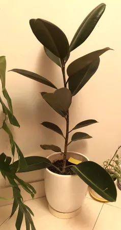 گیاه طبیعی فیکوس کد 01