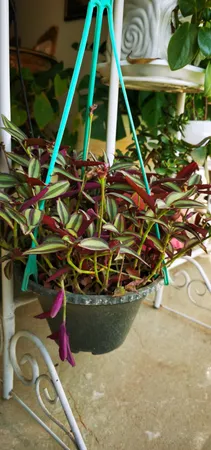 گیاه طبیعی برگ بیدی کد qq18