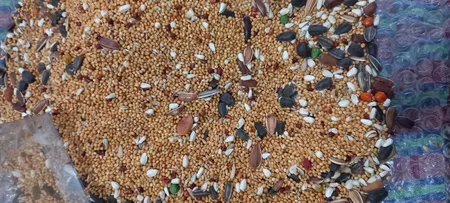 غذای همستر گرین فیل مدل HF2020 وزن 1000 گرم