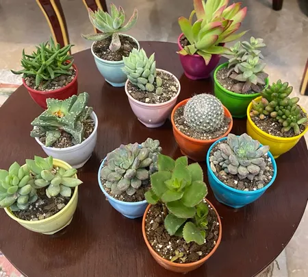 گیاه طبیعی کاکتوس و ساکولنت آیدین کاکتوس کد CB-004 بسته 12 عددی