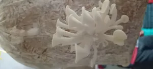 تجریه خرید بذر قارچ صدفی سفید لیناز گستر کد 10