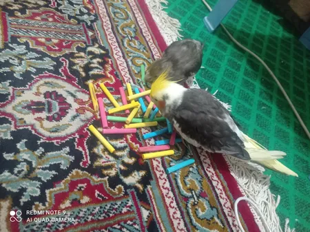 اسباب بازی پرندگان مدل  تکه چوب کد S06 بسته 200 عددی