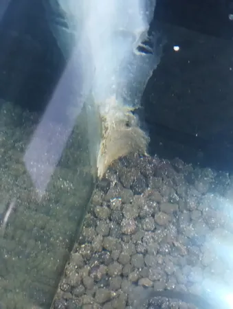 چسب سیلیکون آکواریوم کاسپین مدل شفاف حجم 300 میلی لیتر