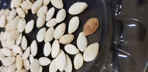 تجریه خرید تخمه کدو گوشتی چاپار مقدار 400 گرم