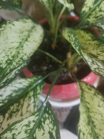 قارچ کش مانکوزب سبز دارو مدل P200 وزن 40 گرم