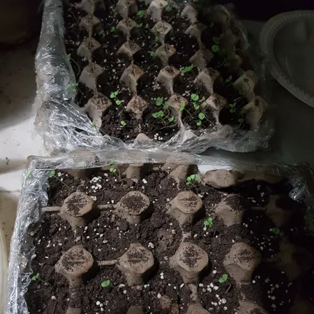 بذر سبزی خوراکی بذر طلایی برتر کد P-S-BZT-08 مجموعه 8 عددی