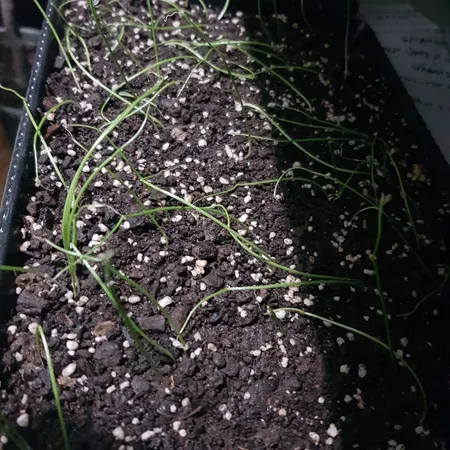 بذر سبزی خوراکی بذر طلایی برتر کد P-S-BZT-08 مجموعه 8 عددی