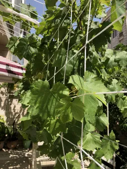 تور والیبال مدل تک نواره نیک اسپورت