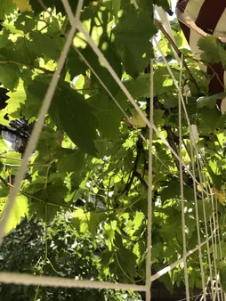 تور والیبال مدل تک نواره نیک اسپورت