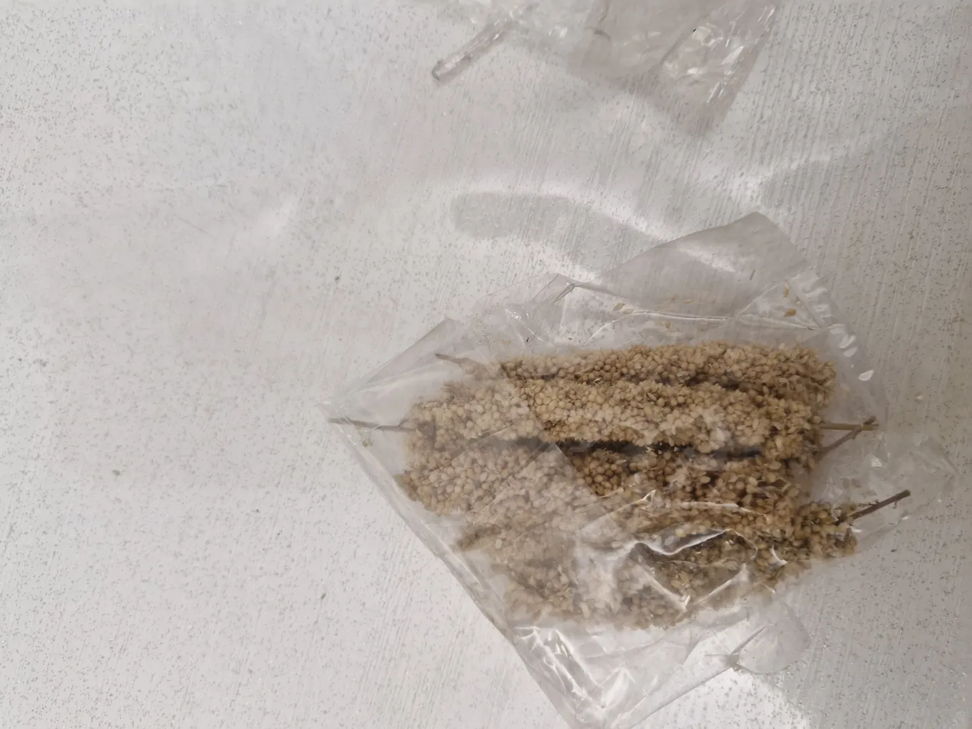 غذای پرنده مدل ارزن خوشه ای کد 20104 بسته 5 عددی