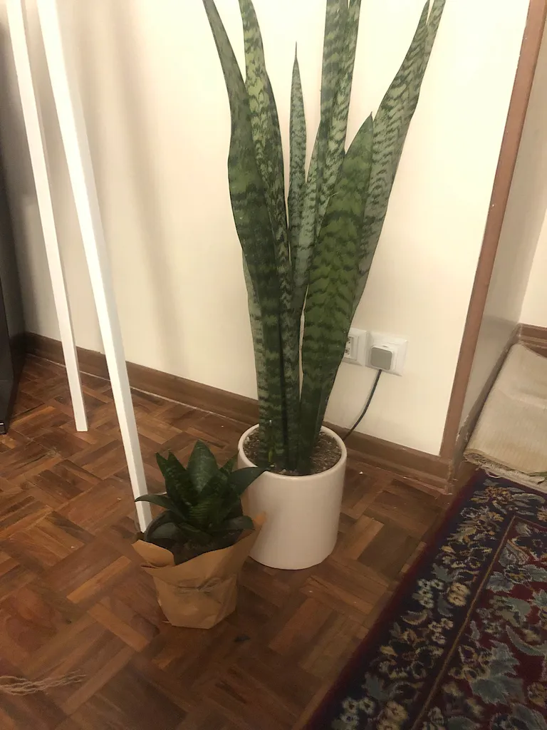 گلدان سانسوریا سبز گلیتال مدل GTL149