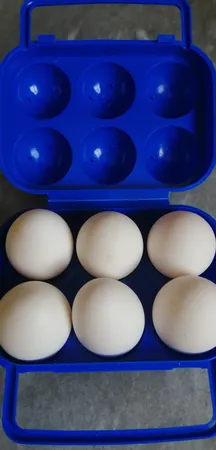 ظرف نگهدارنده تخم مرغ سفری مدل S4