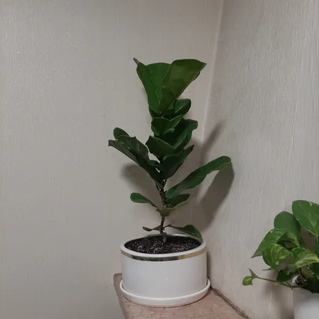 گیاه طبیعی آپارتمانی فیکوس لیراتا کد FL12