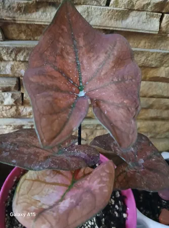 گیاه طبیعی کالادیوم مدل C-28