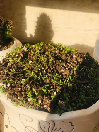 بذر سبزی خوراکی بذر طلایی برتر کد P-S-BZT-08 مجموعه 8 عددی