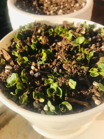 بذر سبزی خوراکی بذر طلایی برتر کد P-S-BZT-08 مجموعه 8 عددی