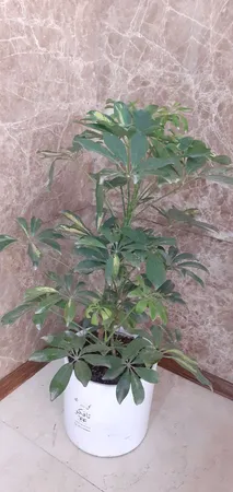 گل طبیعی شفلرا ابلغ تافکو کد 2026