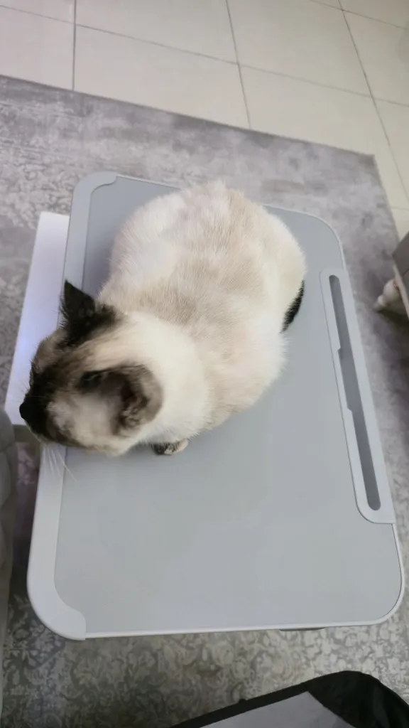 میز لپ تاپ سایجی مدل F2