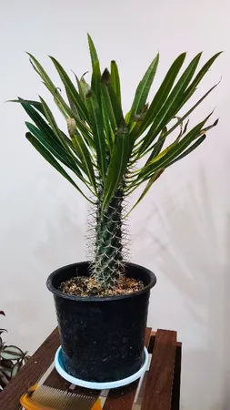 گیاه طبیعی نخل ماداگاسکار کد G03