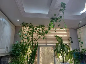 تجریه خرید گیره مدل پتوس بسته 30 عددی