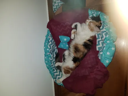 جای خواب سگ و گربه مدل mypet367