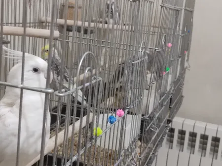 گل پره دوچرخه مدل MD بسته 30 عددی