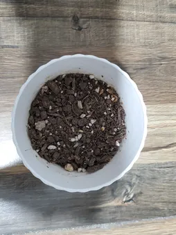 گلدان طرح آناناسی ارتفاع 8 سانتی متر