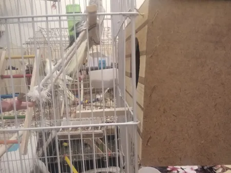 لانه پرنده مدل عروس هلندی