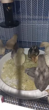 لامپ مادون قرمز 100 وات لاکی هرپ مدل سرامیکی کد CERAMIC-HEATER-220V-100W پایه E27