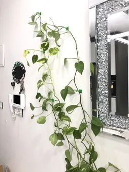 قیم بند مدل پتوس بسته 10 عددی