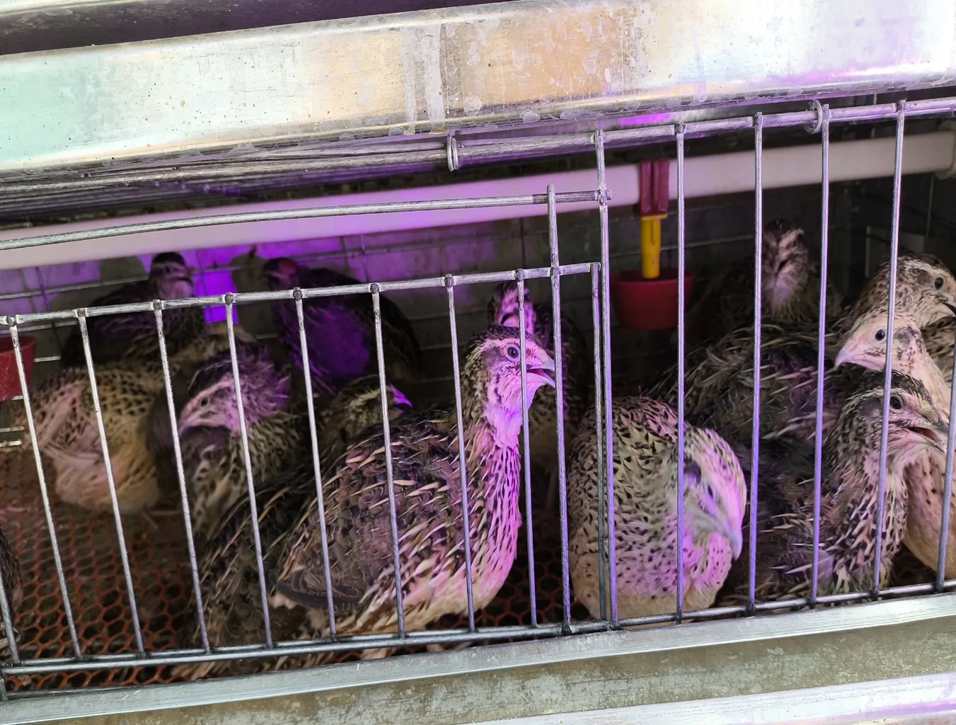 لامپ ال ای دی رشد گیاه 3 وات مدل فول اسپکتروم 220V بسته 3 عددی