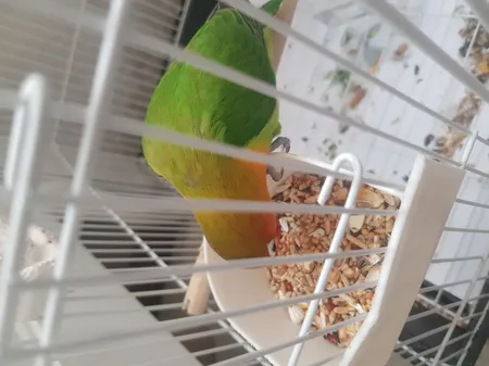 غذای خشک طوطی سانان مای برد کد GJ وزن 1 کیلوگرم