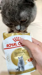 تجریه خرید پوچ گربه رویال کنین مدل British Shorthair وزن 85 گرم