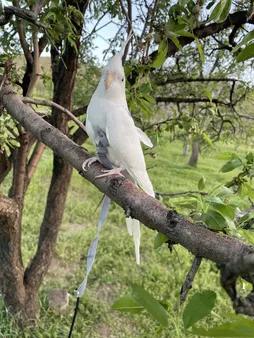 جلیقه پرواز طوطی سانان آواتور مدل عروس هلندی کد ۱۲۳
