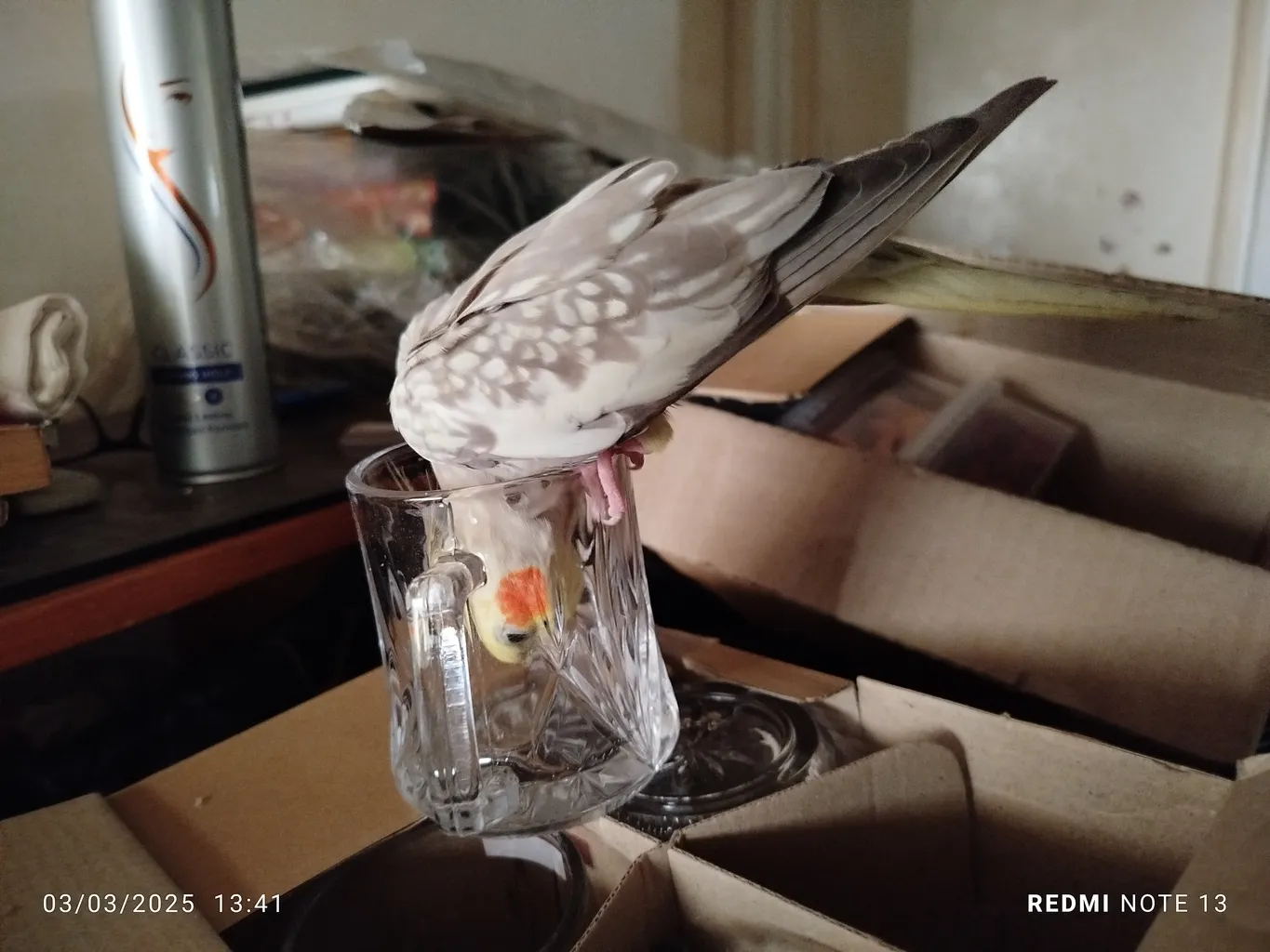 فنجان نوری تازه مدل Markiz کد 120211W بسته 6 عددی