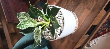 گل طبیعی فیلودندرون برکین  تافکو مدل s1