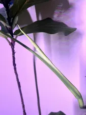 تجریه خرید وال واشر رشد گیاه 36 وات مدل W