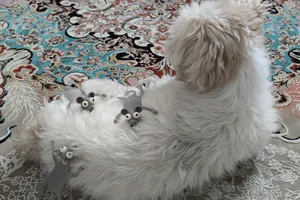 تجریه خرید نشانگر کتاب مدل موش ۰۱