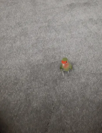 موکت ظریف مصور طرح هرمس زمینه نقره ای کد 5542