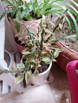 گل طبیعی پدیلانتوس مدل دالیدا