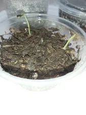 تجریه خرید بذر گل نیلوفر رونده الوان آذر سبزینه مدل A138