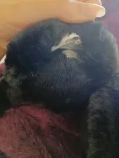 تجریه خرید گوش گیر زمستانی مدل پوپا کد 2131